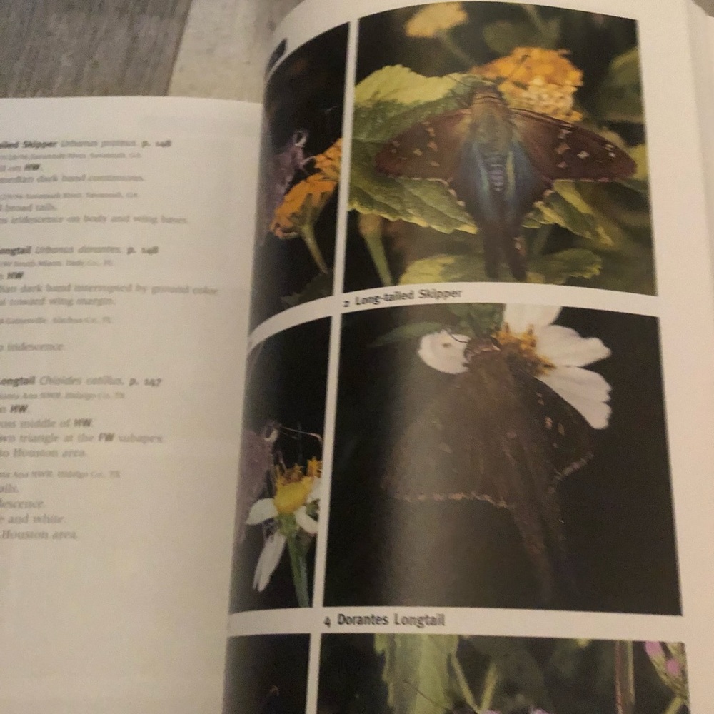 Butterfly Book - Picture 7 of 9